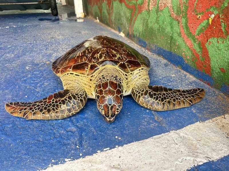 一隻綠蠵龜意外擱淺澎湖赤崁牛踏尾岸際，海巡署第七岸巡隊巡查時發現，由於綠蠵龜無外傷等異狀，且活動力表現尚佳，當場配合海水漲潮之際進行野放。（第七岸巡隊提供）中央社  115年4月22日