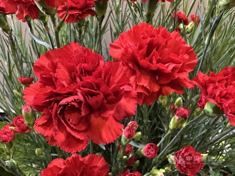 母親節將至，康乃馨進入銷售旺季，彰化縣田尾鄉農會22日舉辦「花現田尾．馨意滿滿」康乃馨行銷記者會，推出預購優惠價格每枝新台幣20元，鼓勵消費者提早選購。中央社記者鄭維真攝　115年4月22日