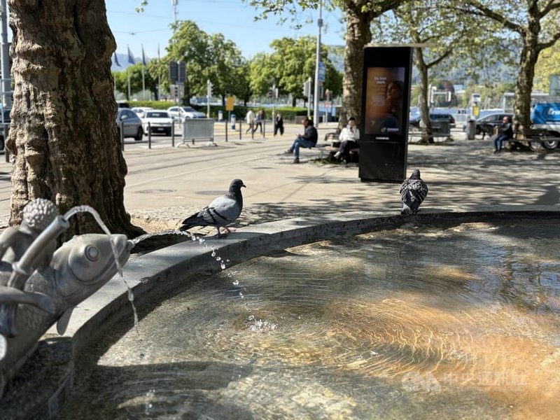 鴿子是和平的象徵，也是瑞士城市生活的一部分，但鴿子的糞便已成為公害。瑞士各大城市都在尋找與鴿子共存的方式。中央社記者郭芳君蘇黎世攝 115年4月22日