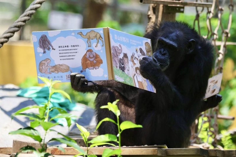 響應4月23日「世界閱讀日」，壽山動物園為黑猩猩打造「藏食瓦楞紙書」，同時訓練其觀察力和手指靈活度。（高雄市觀光局提供）中央社記者蔡孟妤傳真　115年4月22日