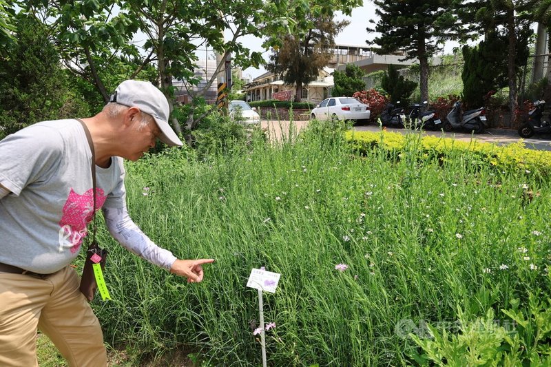 林業及自然保育署新竹分署22日表示，苗栗縣通霄鎮新埔地區環境特殊，孕育了台灣破傘菊、漏盧等逾17種珍稀受脅植物，是兼具生物多樣性、生態地景與文化價值的「熱點中的熱點」。中央社記者管瑞平攝　115年4月22日