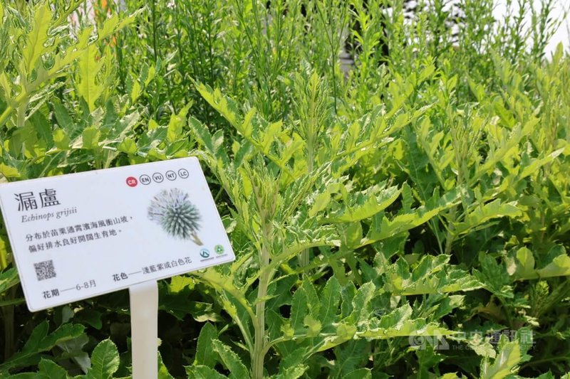 農業部林保署新竹分署22日表示，苗栗縣通霄鎮新埔地區環境特殊，孕育超過17種珍稀受脅植物，是「熱點中的熱點」。圖為極危等級的台灣原生種漏盧。中央社記者管瑞平攝　115年4月22日