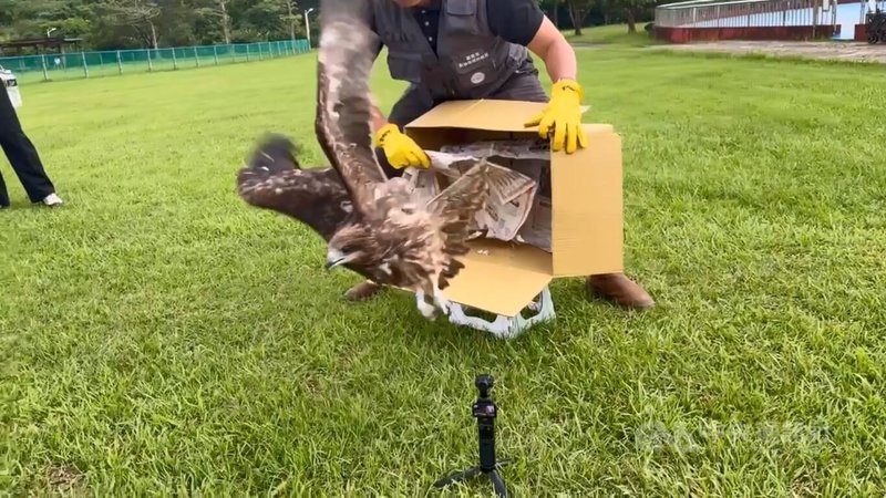基隆市動物保護防疫所日前在暖暖山區救起一隻掛網黑鳶（圖），取名「眨眼」，經近一週照護後，「眨眼」已恢復活力，22日下午在暖暖運動公園完成野放。中央社記者王朝鈺攝　115年4月22日