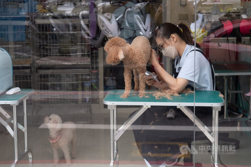 圖為台北市一間寵物美容店，店員為寵物犬美容。（中央社檔案照片）