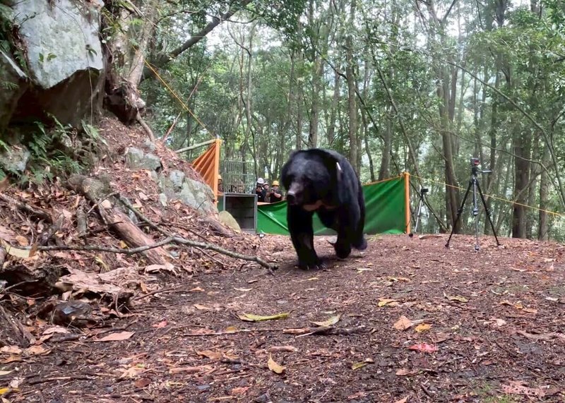台中武陵地區救援1隻受困的台灣黑熊，歷經10個月醫療照養，黑熊恢復體力及野外覓食能力，以泰雅族語命名「Qyawal（葛雅萬）」，23日於雪霸國家公園範圍內志樂溪進行野放。（林業保育署台中分署提供）中央社記者趙麗妍傳真　115年4月23日