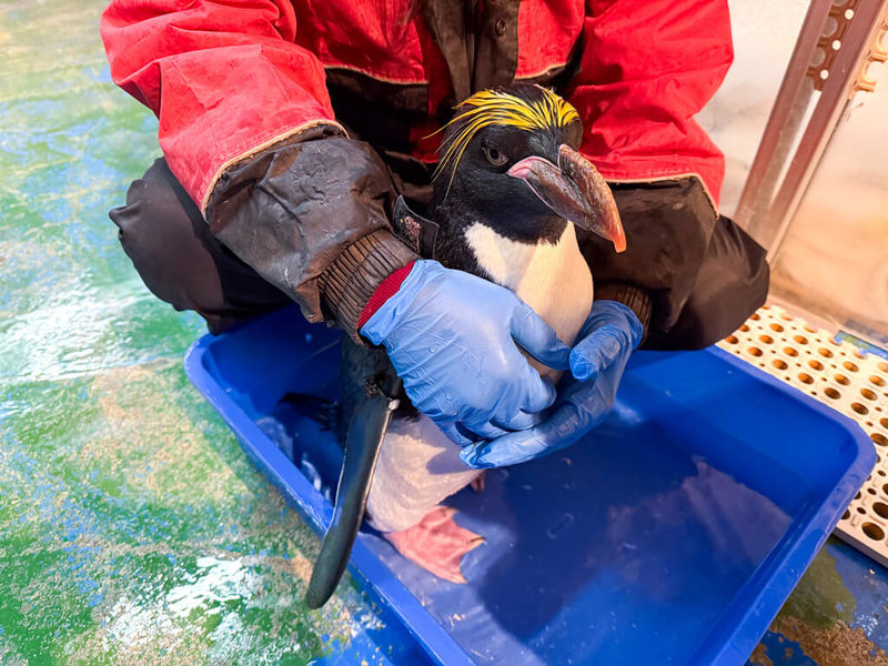 海生館每年定期為館內企鵝進行完整健康檢查，包括血檢分析。飼育員會先讓馬可羅尼企鵝泡溫水，讓血管可以在皮膚表層更浮出一點，方便獸醫找到合適下針位置。（屏東國立海洋生物博物館提供）中央社記者黃郁菁傳真 115年4月24日
