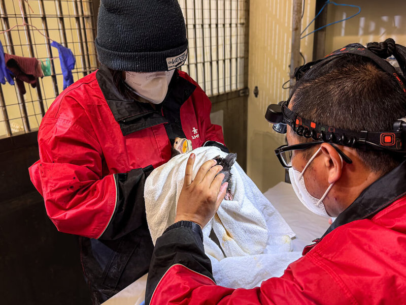 海生館內的海鳥鳳頭海鸚鵡接受例行性健康檢查。海生館指出，牠們個性沉穩、配合度極高，甚至會在診療過程中轉頭凝視獸醫，一派淡定模樣令飼育人員印象深刻。（屏東國立海洋生物博物館提供）中央社記者黃郁菁傳真 115年4月24日