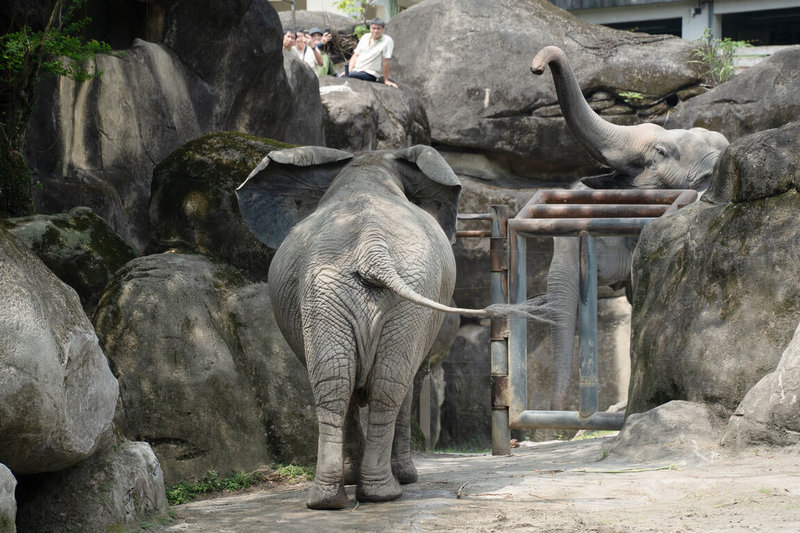 台北市立動物園安排亞洲象「友信」「友愷」暫時與非洲象「千惠」當鄰居，兩種象近日初次相見，都展現興奮及不安等豐富情緒。（台北市立動物園提供）中央社記者陳昱婷傳真 115年4月24日