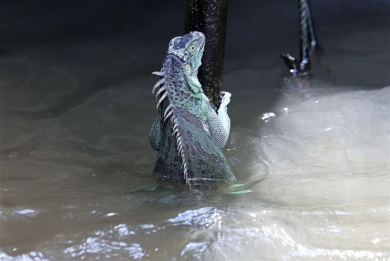 圖為高雄市獅龍溪一帶常見綠鬣蜥蹤影。（中央社檔案照片）