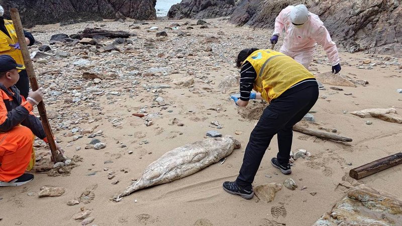 一隻死亡的保育類露脊鼠海豚日前漂流至連江縣南竿仁愛村鐵堡周邊礁岩，縣府產發處獲報派員處理，因屍體腐爛嚴重，23日上午已就地掩埋。（連江縣政府產業發展處提供）中央社記者潘欣彤傳真　115年4月24日