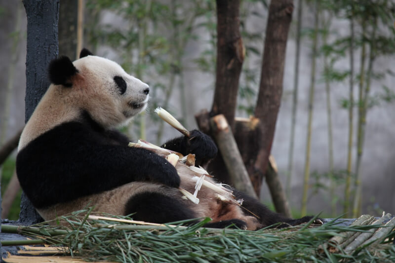 中國大貓熊「平平」。（中新社）