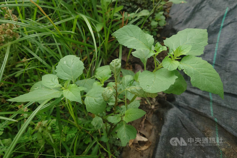 台南地區4月接連有鋒面帶來降雨，不少野生植物獲得滋潤展現生機，被稱為「烏甜仔菜」的龍葵也冒出頭。中央社記者楊思瑞攝 115年4月26日
