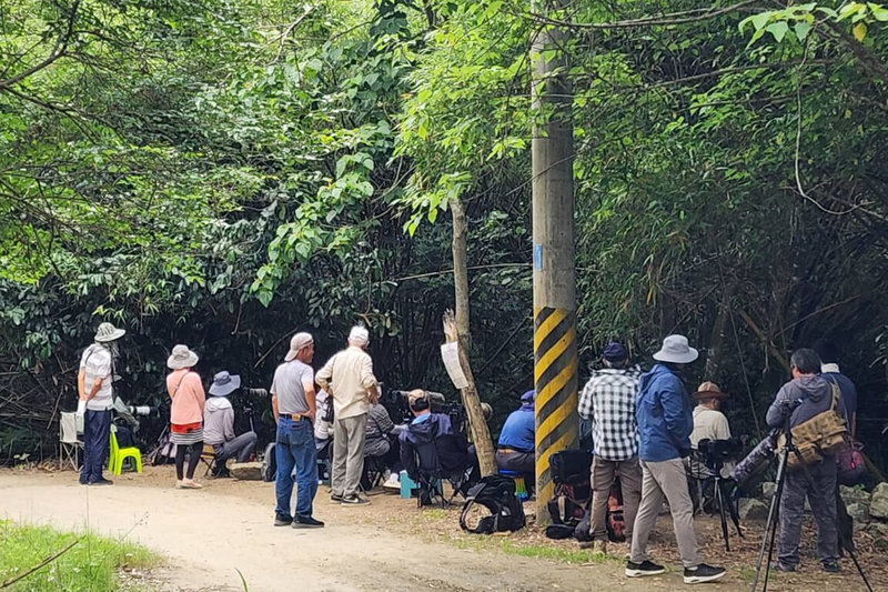 保育類八色鳥連續8年在台南六甲區大丘里及周邊保安林地繁殖，近日再度現蹤，吸引不少民眾前往觀察生態。（六甲區公所提供）中央社記者楊思瑞台南傳真　115年4月27日