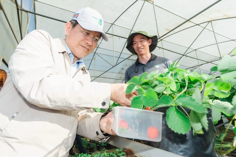 外交部長林佳龍以總統特使身分出訪史瓦帝尼，26日視察台史合作果樹示範農場採收草莓。（外交部提供）中央社者楊堯茹傳真　115年4月27日