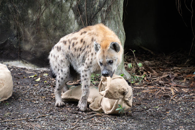 適逢國際鬣狗日，台北市立動物園邀請遊客造訪觀察斑點鬣狗，保育員會不定期以麻布袋製作的玩具，沾上肉汁氣味或血水，讓其撲擊、啃咬，或許有機會聽到鬣狗像笑聲般的叫聲。（台北市立動物園提供）中央社記者楊淑閔傳真　115年4月27日