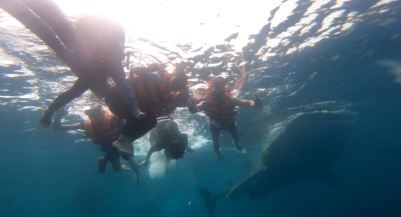 菲律賓中部大城宿霧市逐漸成為亞洲的熱門英語遊學據點。圖為學生在課後時間浮潛看鯨鯊。（業者提供）中央社記者林行健宿霧市傳真　115年4月27日