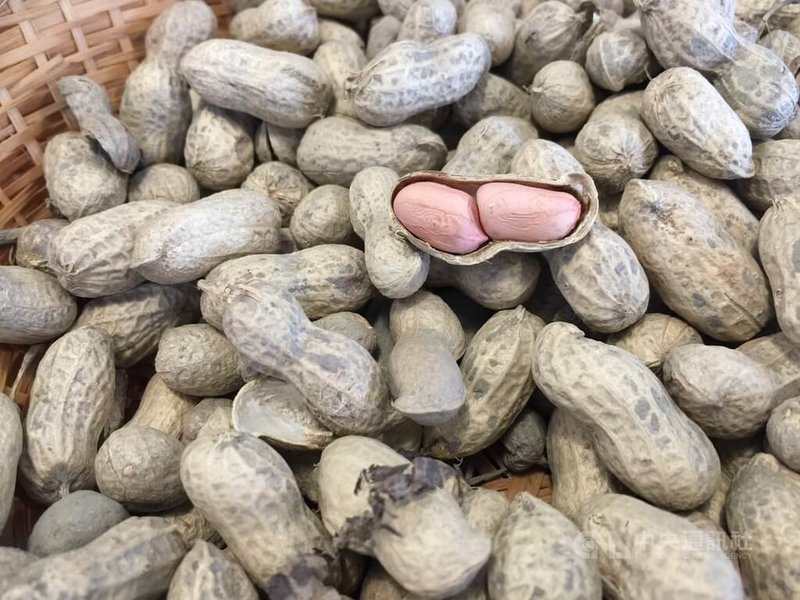 美國花生可能以較低關稅條件進入台灣市場，花蓮縣政府29日表示，已掌握產地現況與農業部相關措施，也會持續關注市場變化，確保農民權益與產業發展。圖為花蓮產花生。中央社記者李先鳳攝　115年4月29日