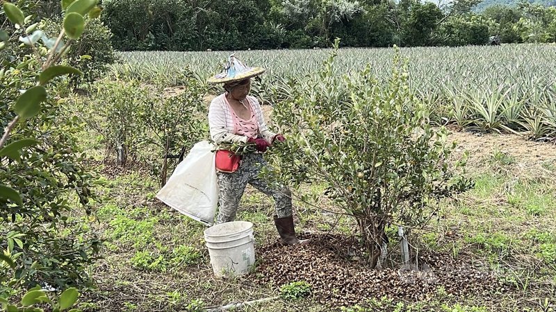 政府宣布重啟公地放領，但排除山坡地，台東縣鹿野鄉永安村曾獲得全國經典農村，從日據時代的10幾戶人家，現在成為村落，但有些地還被劃分為山坡地，農民認為應視現況調整。中央社記者盧太城台東攝　115年4月29日