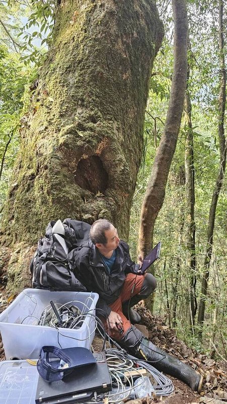 雪管處委託屏科大助理教授洪孝宇團隊，透過設置溪畔棲架觀測族群，於114年12月為黃魚鴞雄鳥裝設衛星發報器，經數月追蹤，今年3月發現繁殖跡象，最終在4月10日成功定位。（雪霸國家公園管理處提供）中央社記者管瑞平傳真115年4月29日