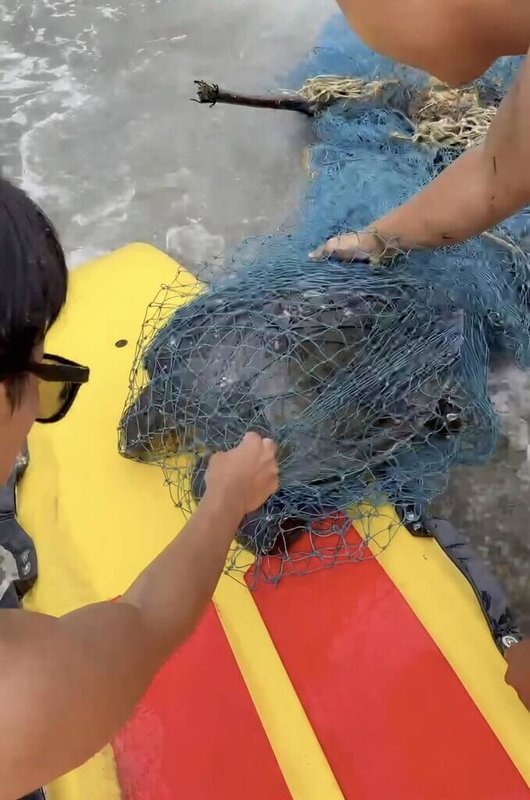 台東縣政府杉原灣海岸巡邏員28日下午在杉原灣海面發現欖蠵龜被漁網纏困，立即給予救援，並轉送至國立海洋生物博物館進行觀察與照護。（台東縣政府提供）中央社記者盧太城台東傳真　115年4月29日