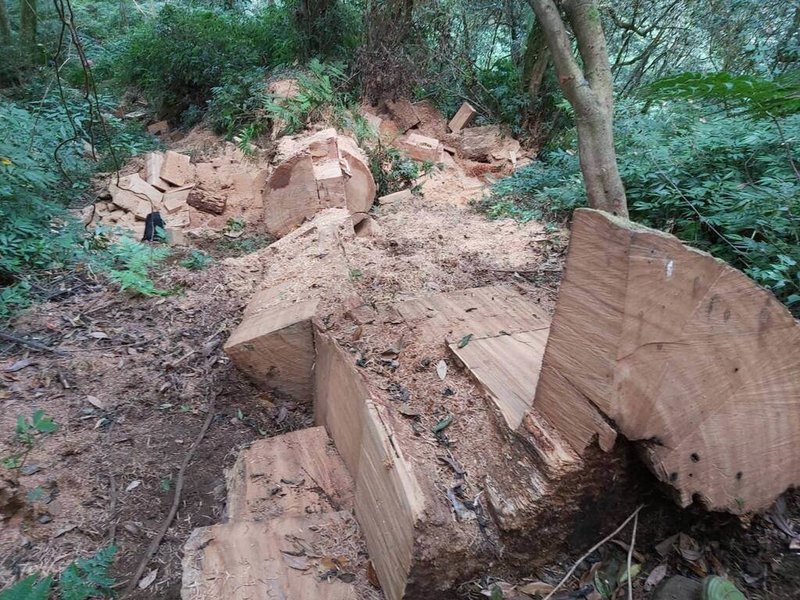 林業保育署嘉義分署經營企劃科長莊翠婷2019年建置「山老鼠雷達站」LINE帳號通報平台，同年11月接獲山友通報阿里山特富野山區發生盜伐案件，經聯繫檢、警查緝兩天內即查獲犯嫌。（林保署嘉義分署提供）中央社記者蔡智明傳真　115年4月30日