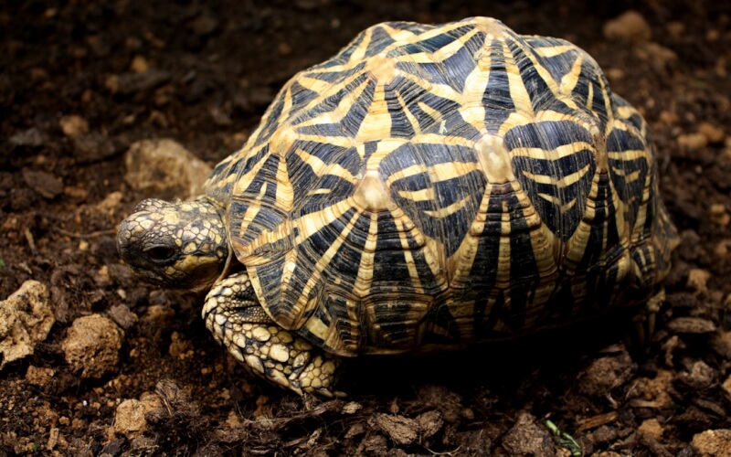 印度星龜。（圖取自台北市立動物園網頁zoo.gov.taipei）