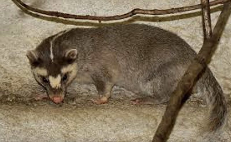 苗栗縣銅鑼鄉中興工業區3月中旬發現1隻死亡鼬獾，經採樣送檢確診為狂犬病陽性案例，為銅鑼鄉首例。圖為野生鼬獾影像。（苗栗縣政府提供）中央社記者管瑞平傳真　115年4月30日