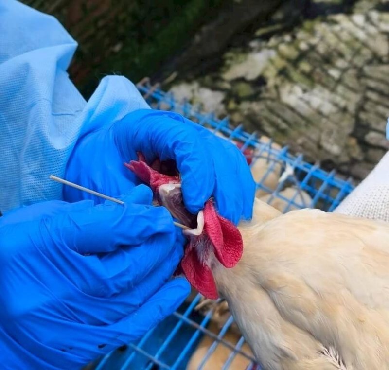 台北市動物保護處表示，近期檢出國內首例本土人類感染H7亞型新型A型流感。因天氣陰晴不定，為防範禽流感，呼籲禽畜養殖工作人員更應加強個人自主防護措施。（動保處提供）中央社記者劉建邦傳真　115年4月30日