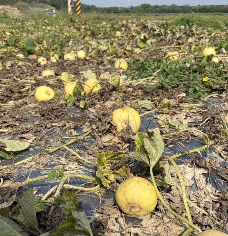 高雄地區4月初豪雨，導致洋香瓜及西瓜與岡山區、阿蓮區及路竹區香瓜根系受損、果實劣化等，農業部30日公告納現金救助項目，自5月1日起至5月15日止受理申報。（高雄市農業局提供）中央社記者蔡孟妤傳真　115年4月30日