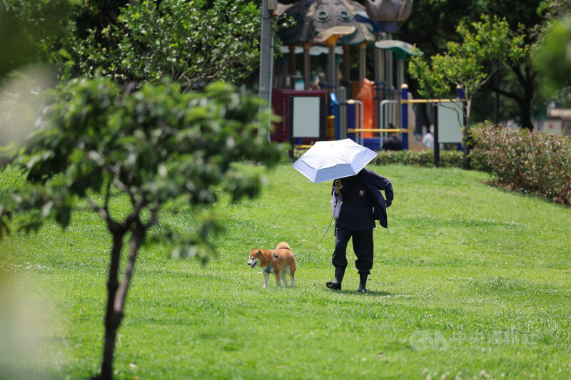 圖為台北市內湖區民眾撐傘遮陽帶著小狗散步。（中央社檔案照片）