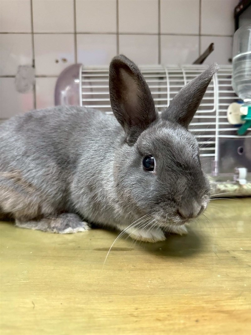 圖為待認養的寵物兔。（桃園市動物保護處提供）