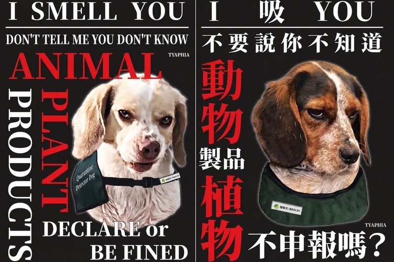 有日本旅客來台旅行，並在社群平台X發文表示「台灣的檢疫犬越來越厲害了」，文中附上檢疫犬皺著鼻子、目光凶狠，加上「I吸YOU」標題的宣導海報，短短5天吸引近80萬人點閱。（動植物防疫檢疫署桃園分署提供）中央社記者吳睿騏桃園機場傳真　115年5月4日