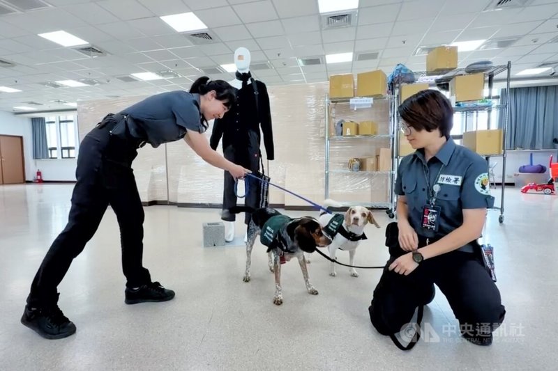 有日本旅客在網上貼出桃機檢疫犬凶狠表情的諧音哏宣導海報，引發台日網友熱議，桃園機場檢疫站4日表示，希望透過小狗吸引旅客注意，也會因應節日或特定活動更換不同宣導品。中央社記者吳睿騏桃園機場攝　115年5月4日