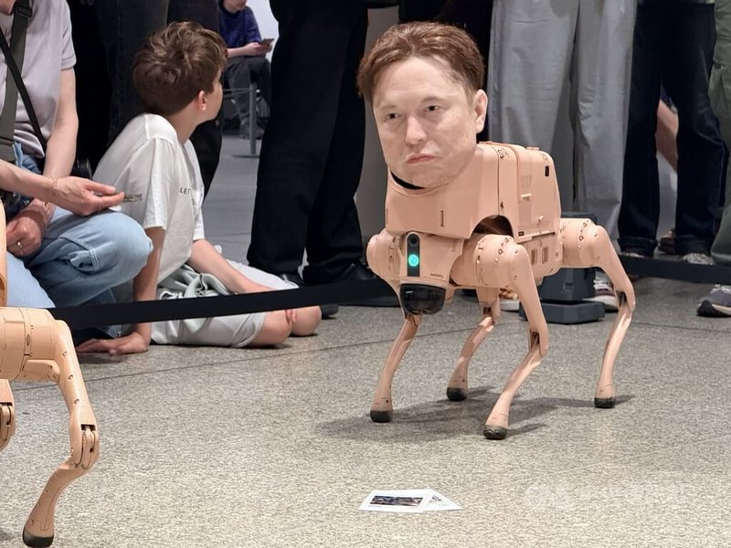 科技巨頭馬斯克旗下社群平台X近年遭德國政治與學術圈抵制，批評者認為，該平台經馬斯克收購，調整演算法後成為假訊息與激進言論擴散場域。圖為裝置作品「常規動物」中以馬斯克為造型的機器狗。中央社記者林尚縈柏林攝　115年5月5日