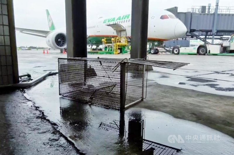 桃園國際機場公司表示，飛航安全為營運最高原則，針對機場空側場面區域，不論犬隻或其他野生動物蹤跡，會依循「桃園機場野生動物防制作業程序」，採即時驅離或捕捉後移離方式處理，以確保航空器飛航安全。中央社記者吳睿騏桃園機場攝　115年5月5日