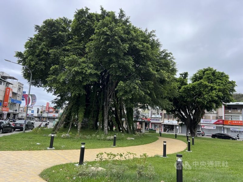台東市三角公園大榕樹因染病切除樹頭搶救成為「空中樹」，經照護、休養已恢復生機，但養分集中上半部，導致樹冠太茂密，專家建議適當修剪，暫不拆除支架。中央社記者盧太城台東攝　115年5月6日