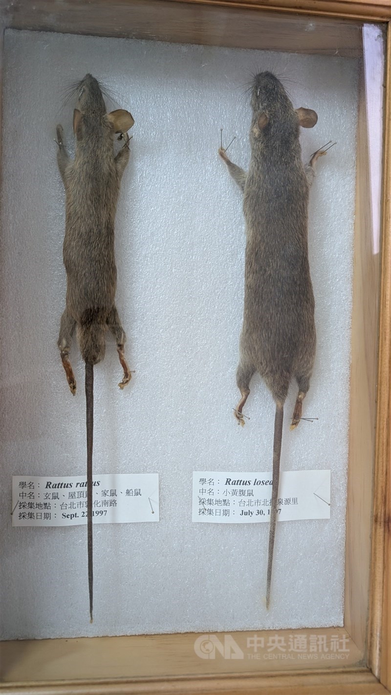 圖為老鼠標本。（中央社檔案照片）