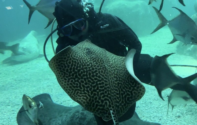 配合母親節,澎湖水族館超萌的豹紋小魟魚將開放見客,民眾可感受這份來自海洋的母愛力量。(澎湖水族館提供)中央社 115年5月6日