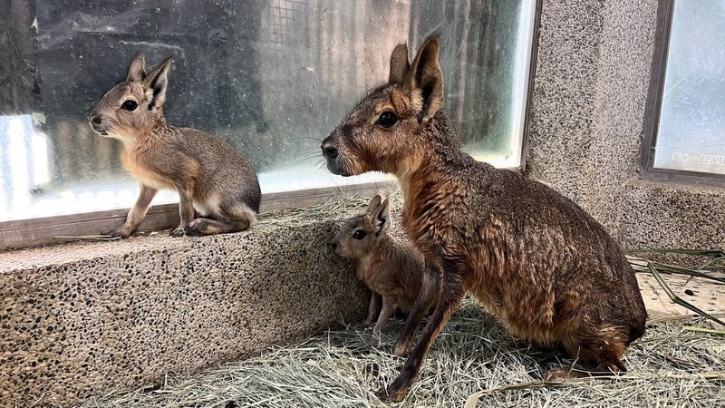 迎接母親節，高雄市壽山動物園推出限定優惠，5月9日、10日開放女性及12歲以下兒童免費入園。（高雄市觀光局提供）中央社記者蔡孟妤傳真　115年5月6日