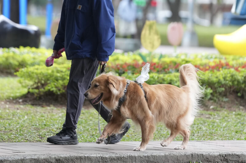 圖為民眾在台北市士林區遛狗。（示意圖／中央社檔案照片）