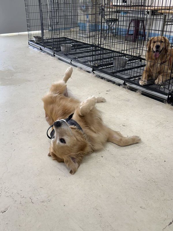 苗栗縣西湖鄉某寵物餐廳犬隻疑遭飼主不當對待案，10隻黃金獵犬由縣府預防性保護扣留，目前安置在動物收容所，由專業人員持續進行健康檢查、行為觀察及照護評估。（苗栗縣政府提供）中央社記者管瑞平傳真 115年5月6日