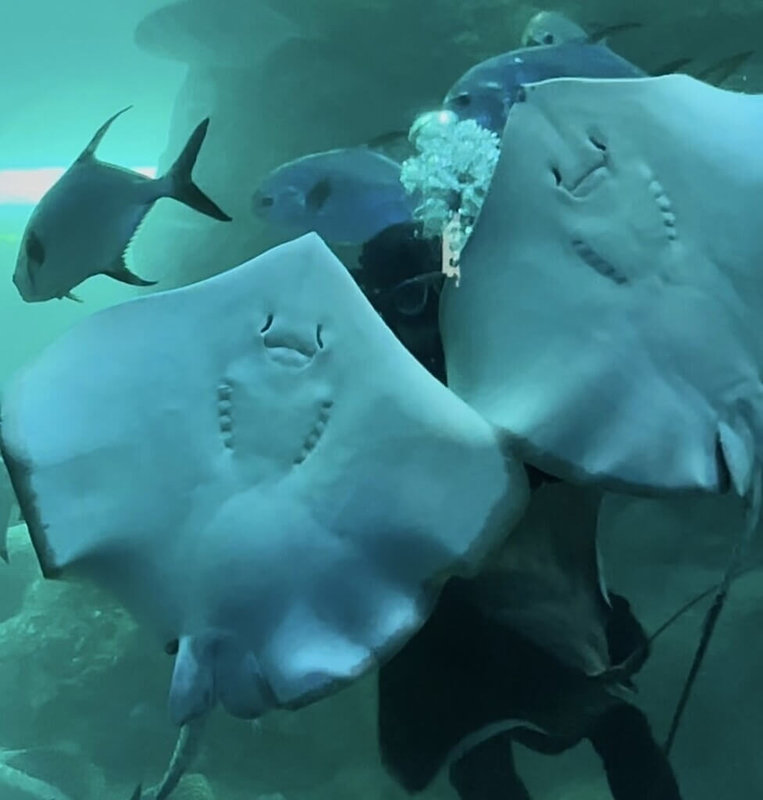 澎湖水族館內近2年來,分別有2隻小魟魚誕生,在母魟與飼育員的細心呵護下,讓更多人理解生命的珍貴與母親的付出。(澎湖水族館提供)中央社 115年5月6日