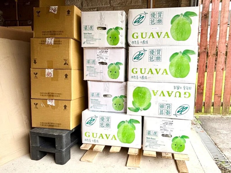 台灣芭樂首次經進口貿易和商業銷售管道入境英國，6日完成清關入庫，即將在英國消費市場試水溫、驗測進入在地零售通路的潛力。（黃詩盈提供）中央社記者陳韻聿倫敦傳真　115年5月7日