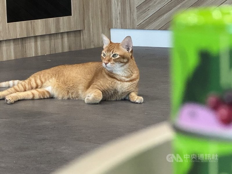 新加坡寵物產業規模持續成長，帶動毛小孩經濟動能。中央社記者吳昇鴻新加坡攝　115年5月7日