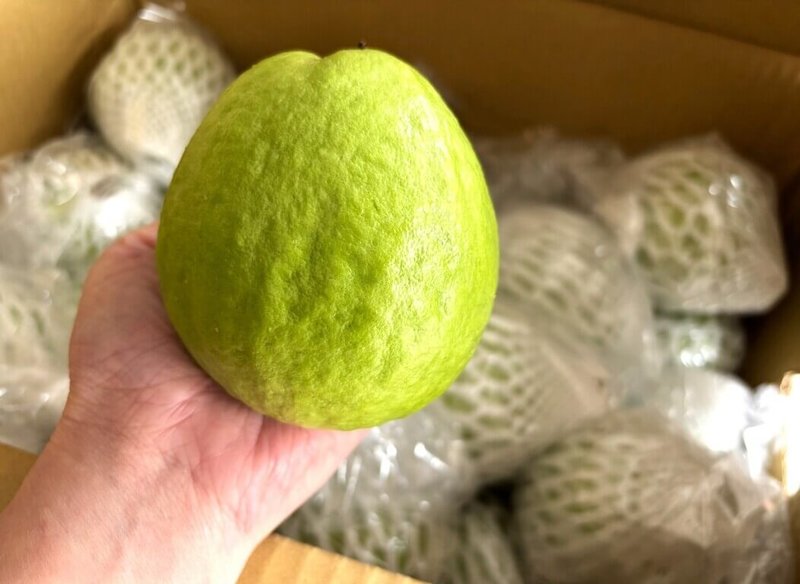 台南市今年首度參加英國國際食品飲料展（IFE），5日有420顆台南珍珠和紅心芭樂空運抵倫敦，並於6日完成清關入庫，是首次有台灣芭樂經進口貿易和商業銷售管道入境英國。（黃詩盈提供）中央社記者陳韻聿倫敦傳真　115年5月7日