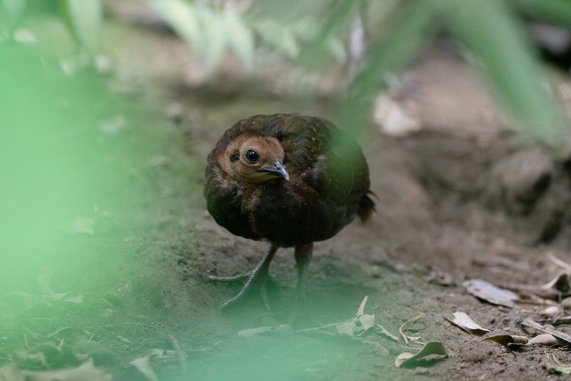 台北市立動物園指出，鳥園的雉類珍禽區，日前誕生一隻巴拉望孔雀雉寶寶。（台北市立動物園提供）中央社記者楊淑閔傳真　115年5月7日