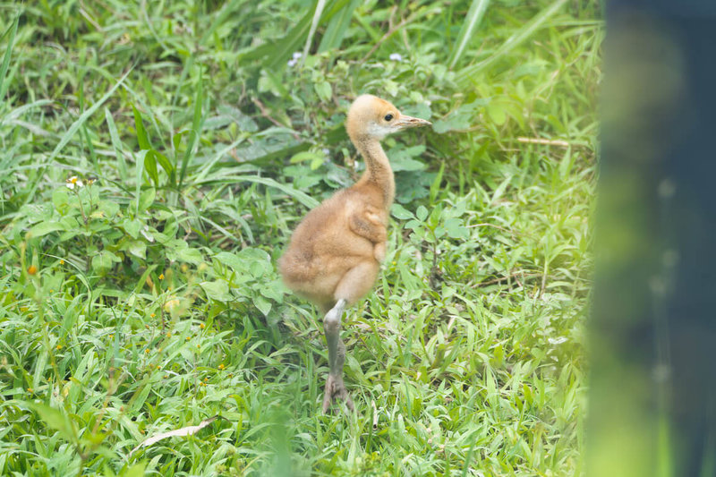 台北市立動物園7日表示，園內2週大的丹頂鶴寶寶飛速成長，雙腿越來越修長。（台北市立動物園提供）中央社記者楊淑閔傳真　115年5月7日