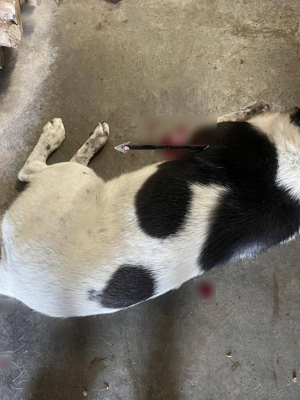 苗栗縣三義鄉鯉魚村7日發生浪犬遭弓箭射傷事件，受害犬隻胸口被1支弓箭射穿倒地，傷勢嚴重，送醫情況不樂觀。（民眾提供）中央社記者管瑞平傳真　115年5月7日