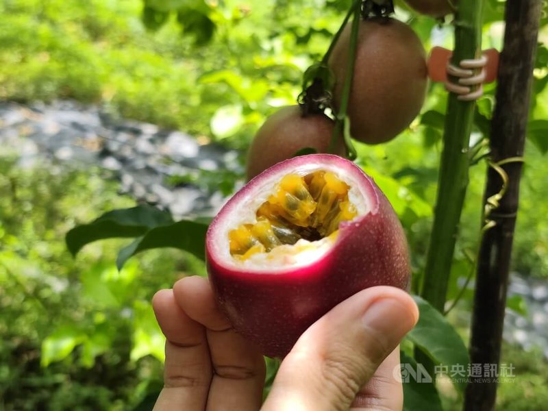 高雄美濃百香果農吳成璽今年特別培育新品種「藍星百香果」，主打高甜度、低酸度，也是近期在北部拍賣市場創下佳績的新焦點。中央社記者何秀玲攝　115年5月8日
