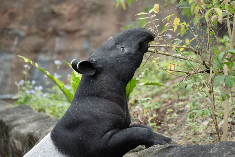 台北市立動物園8日表示，馬來貘「莉姆路」肩負族群交流任務，在清晨啟程並已順利抵達新加坡動物園，期待能在當地建立新家族。（台北市立動物園提供）中央社記者陳昱婷傳真 115年5月8日